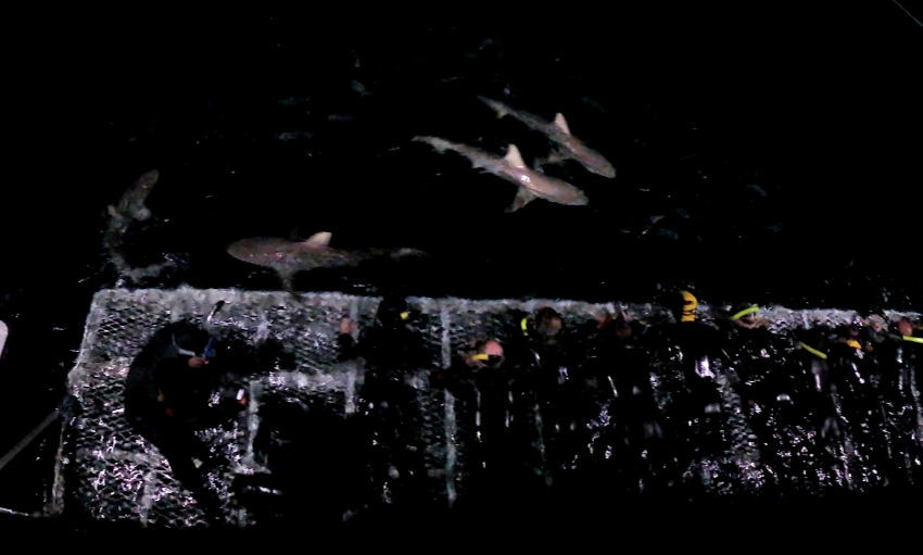 sharks in the dark