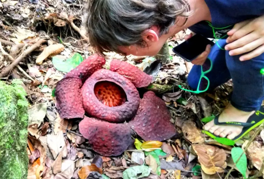 A giant Rafflesia Flower. These can be seen in Sarawak, not far from Kuching. Kuching travel blog and reasons to visit Sarawak