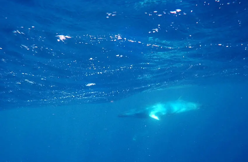 Port Douglas Diving Minke Whales