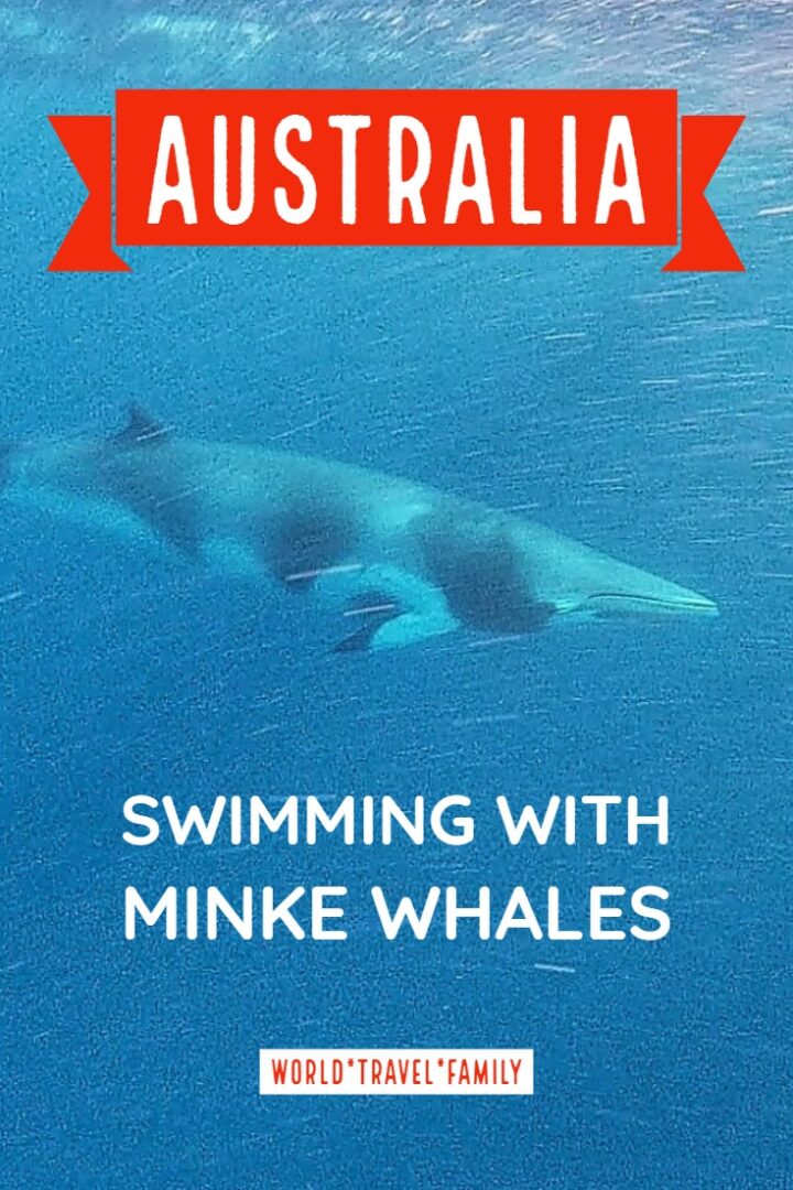 Swimming With Minke Whales - A Review