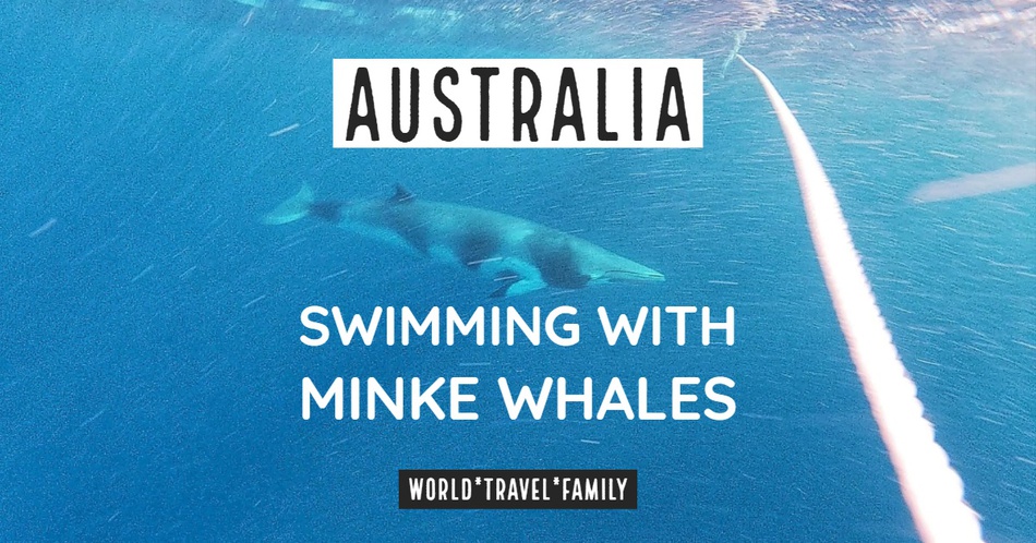 Australia scuba diving swimming with whales