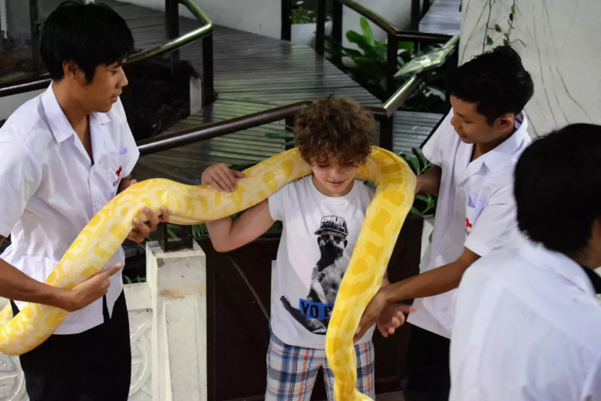 Child holding giant snake in Thailand