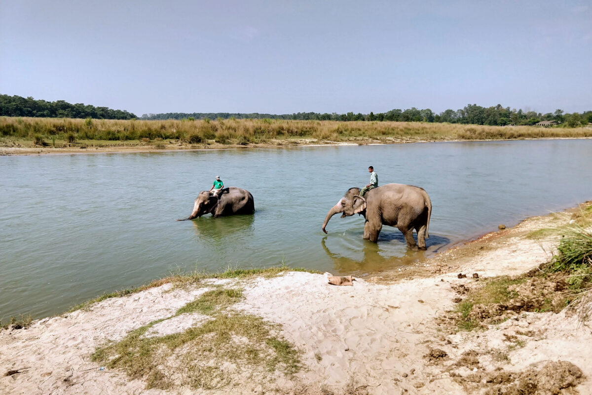 Elephants in the river in Chitwan Nepal