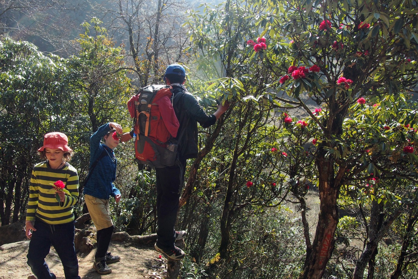 Kids walking in the Himalayas in Nepal picking rhodedendron flowers