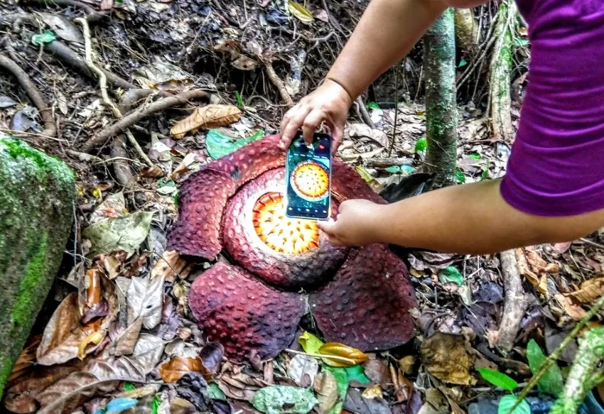 See giant rafflesia flowers from Kuching