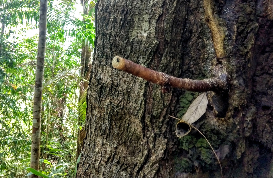 Tiny resin producing native bees Wildlife Borneo Staying in Sarawak Longhouse Iban