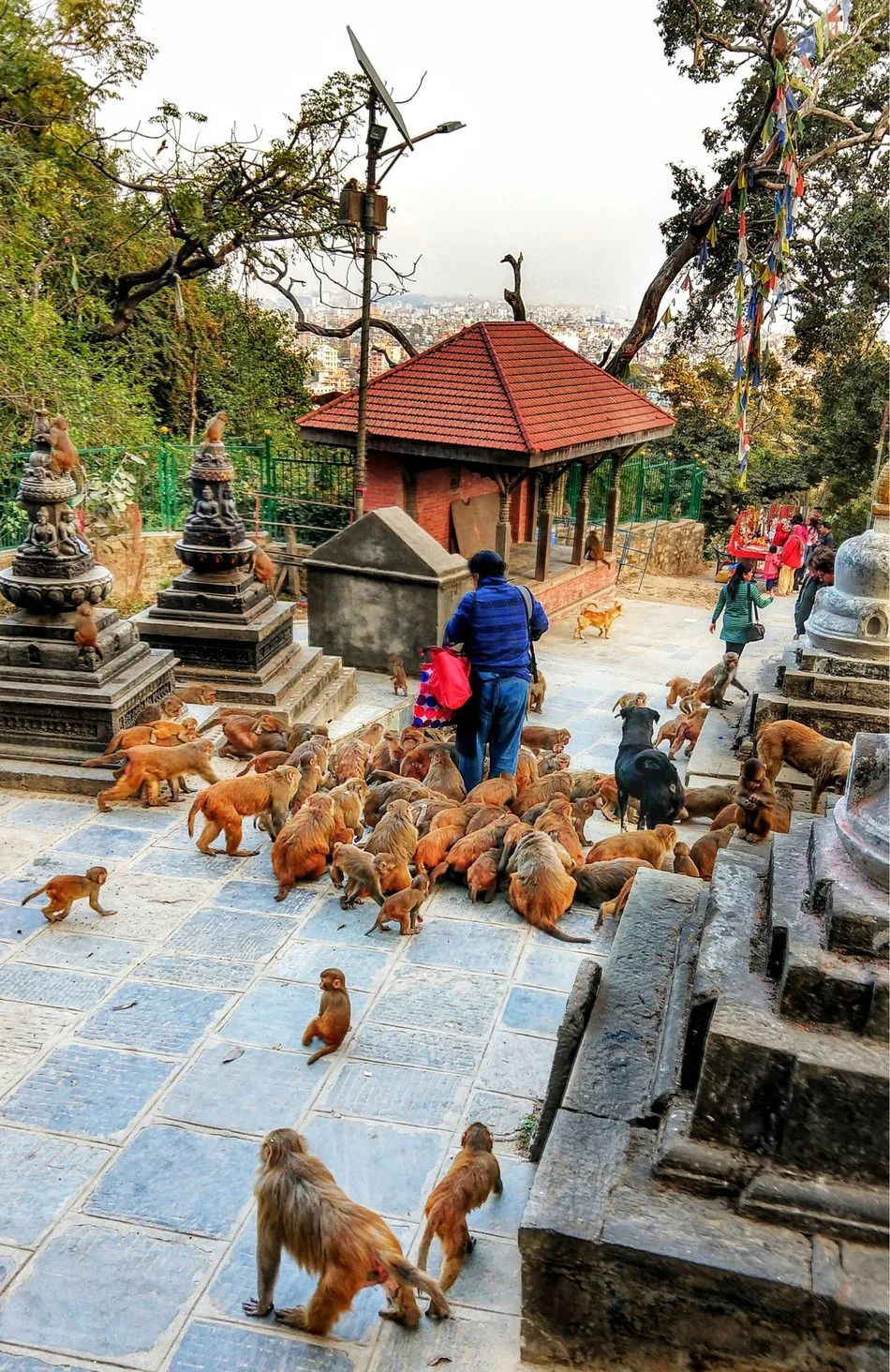 Feeding the Monkeys at the monkey temple at swayambhunath kathmandu Nepal