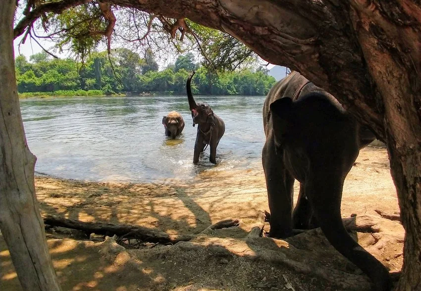 Things to do in Kanchanaburi Elephants World