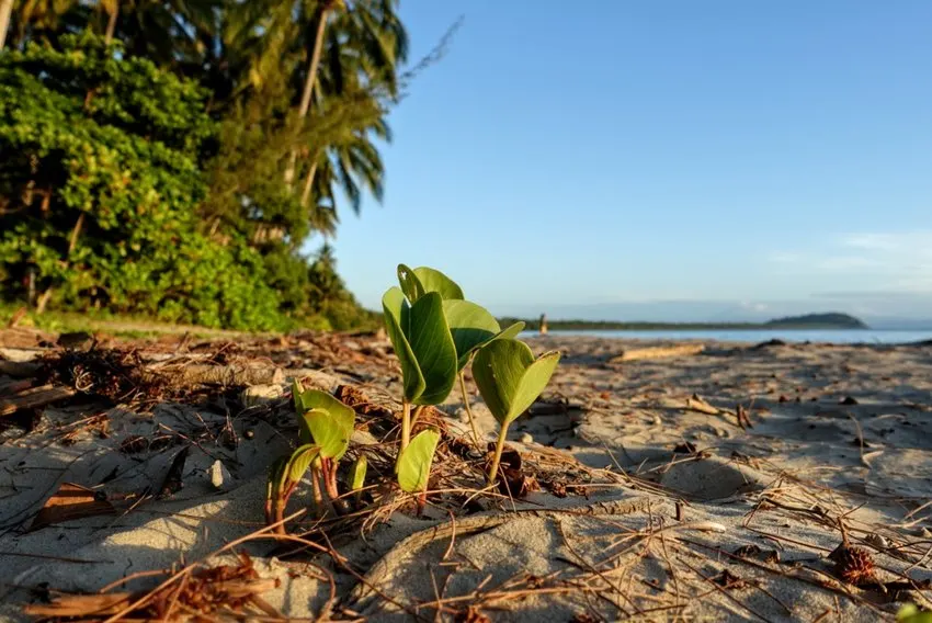 Sand and palm trees a tropical beach at sunriseA tropical beach at sunrise