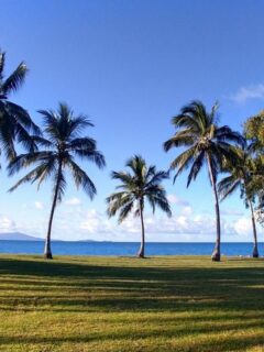 View from Port Douglas Tropical Living Blue Skies Palm Trees