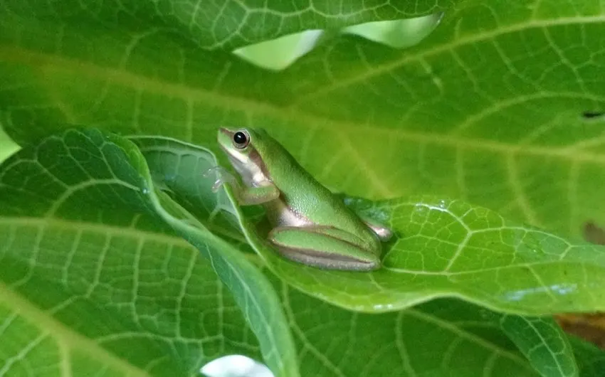 green tree from tropical wildlife