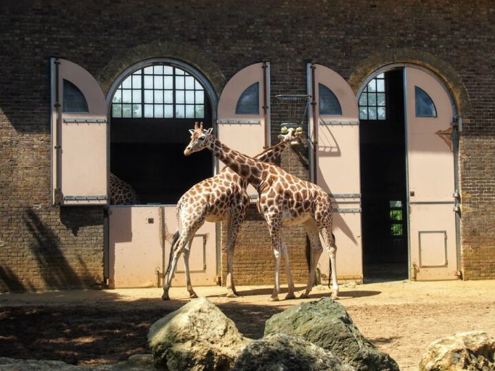 londoin zoo the historic giraffe house