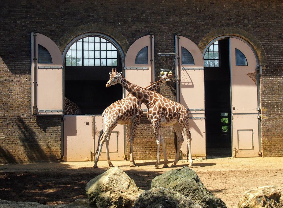 londoin zoo the historic giraffe house