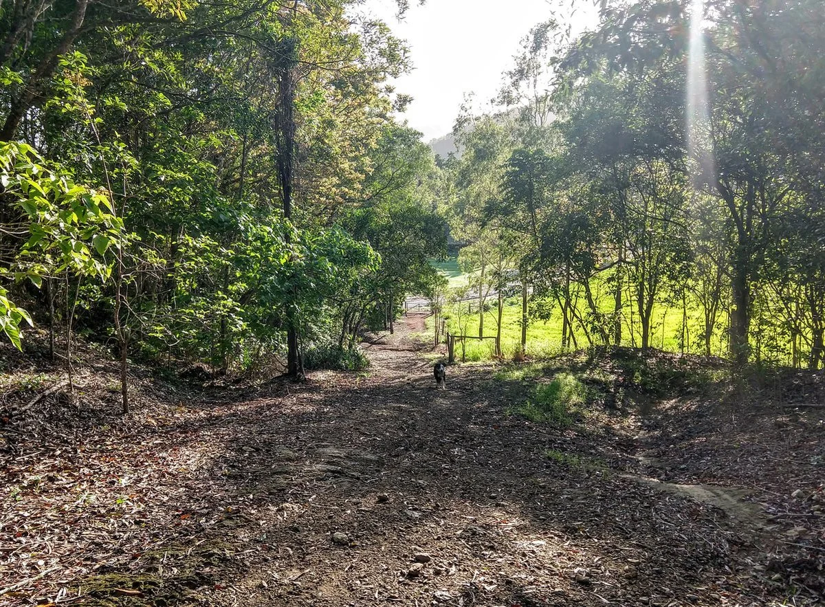 The Base of the Bump Track in Mowbray National Park Near Port Douglas