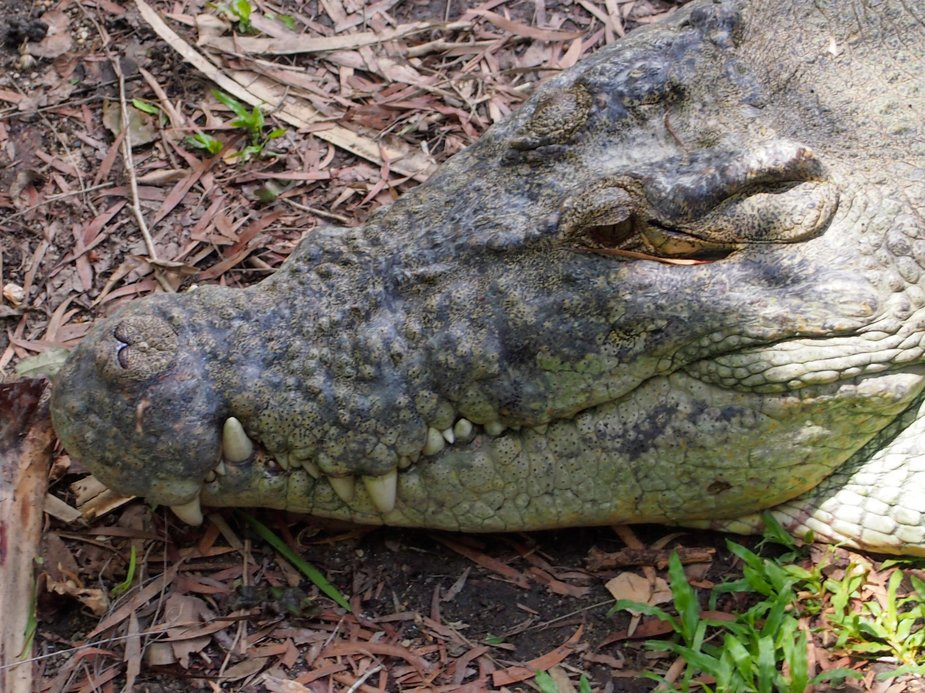 crocodile in Port Douglas