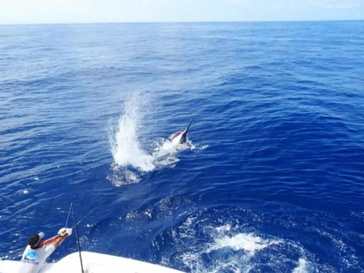 Marlin fishing Port Douglas fish yacht