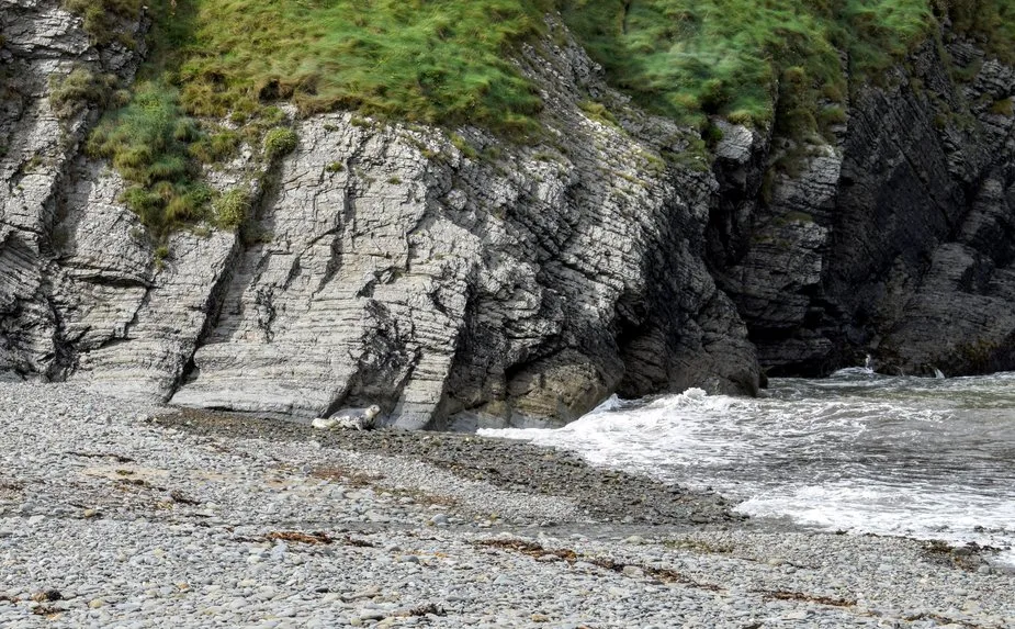 Seals on the beach in Wales