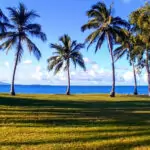 View of Port Douglas palm trees and Coral Sea from Rex Smeal Park