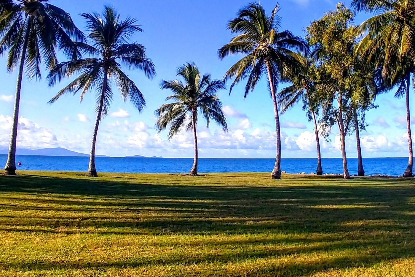 View of Port Douglas palm trees and Coral Sea from Rex Smeal Park