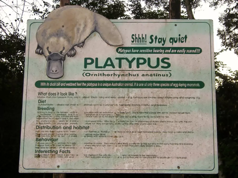 platypus spotting near port douglas