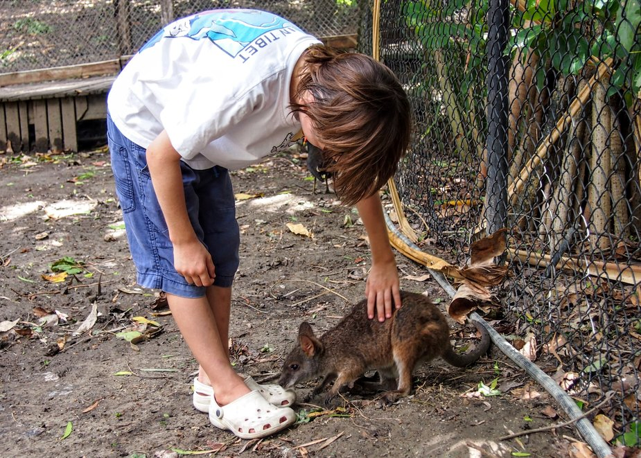 wildlife habitat port douglas child petting wallaby