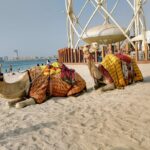 Is Dubai in Asia camels on th beach with man in Arab dress Dubai, Asia