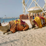 Dubai beach view with camels