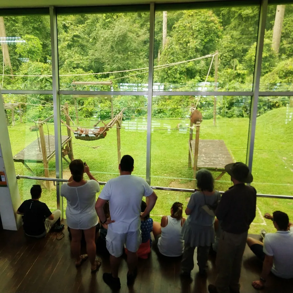 Sepilok Orangutang Rescue Sabah Malaysia