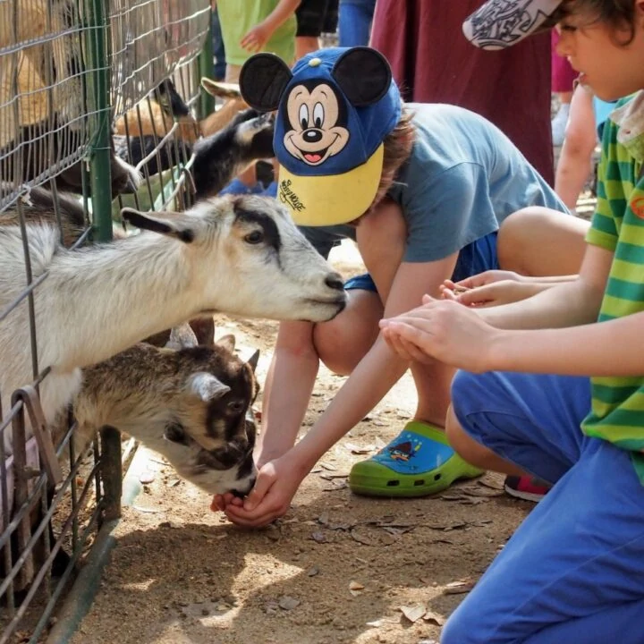 Things to do in Orlando Animal attractions
