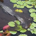 Things to do in orlando wildlife
