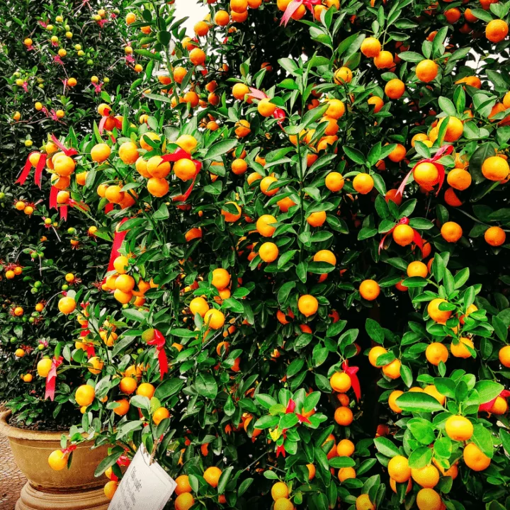 Kumquats Tet Vietnam