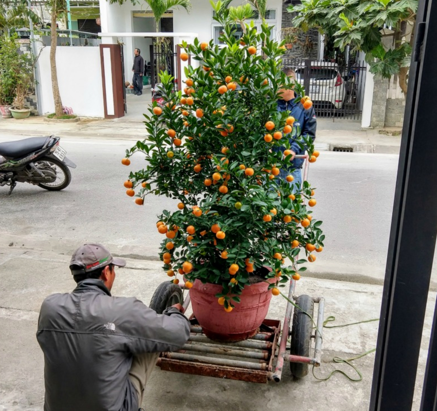 kumquat tree tet