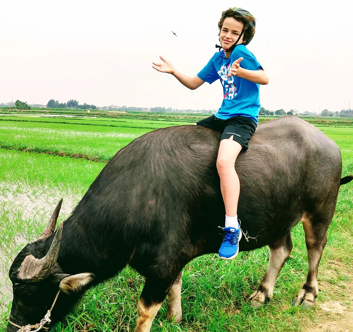 vietnam for kids child on water buffalo