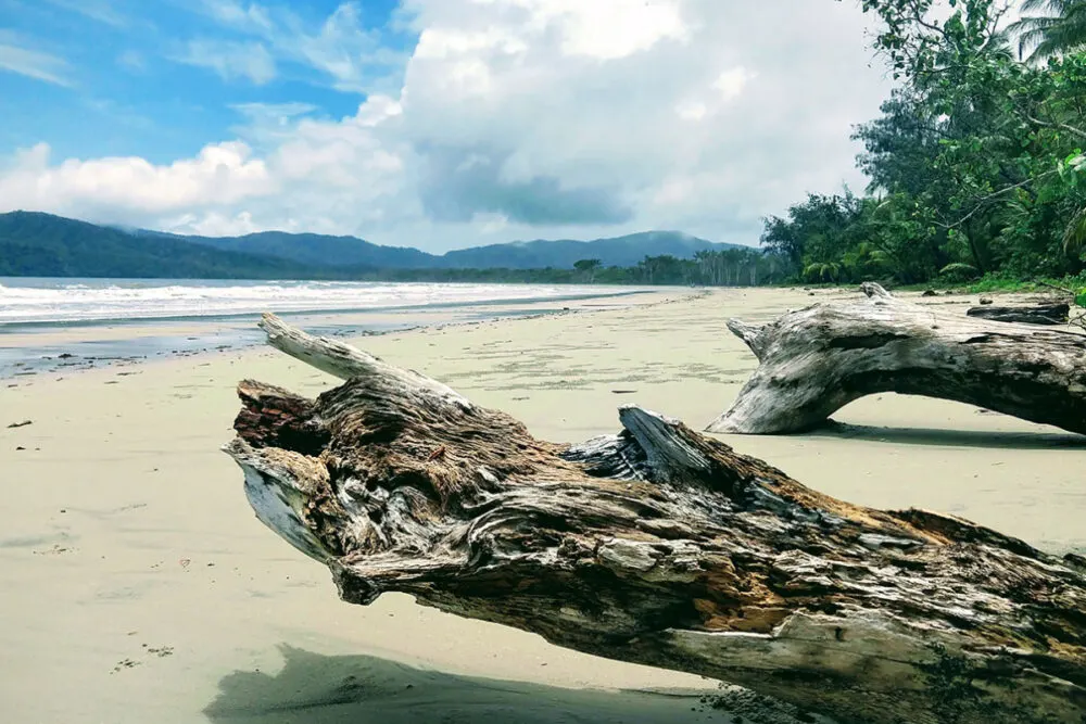 Things to do in Cairns with kids visit the Daintree
