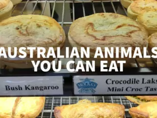 australian animals you can eat kangaroo and crocodile pie