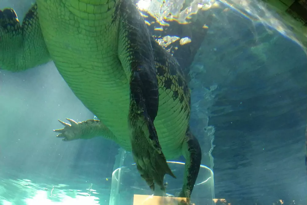 australian crocodile can you eat crocodile