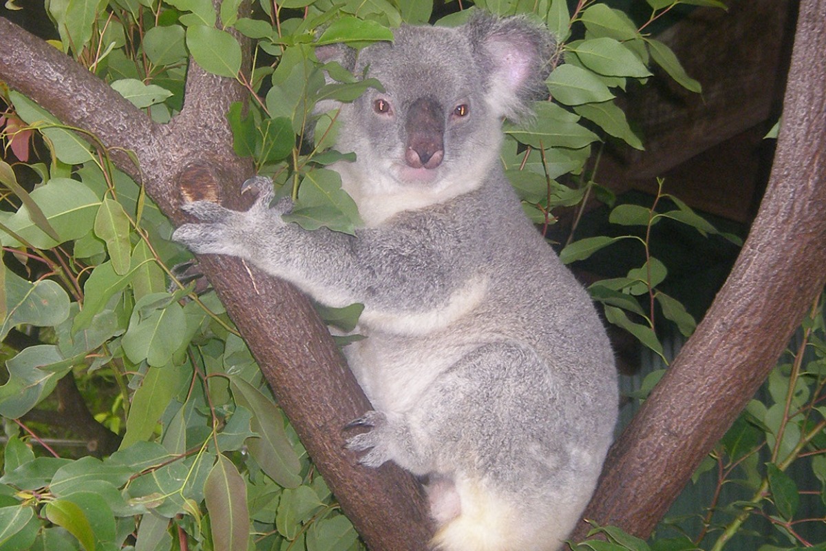 australian koala can you eat koala bear