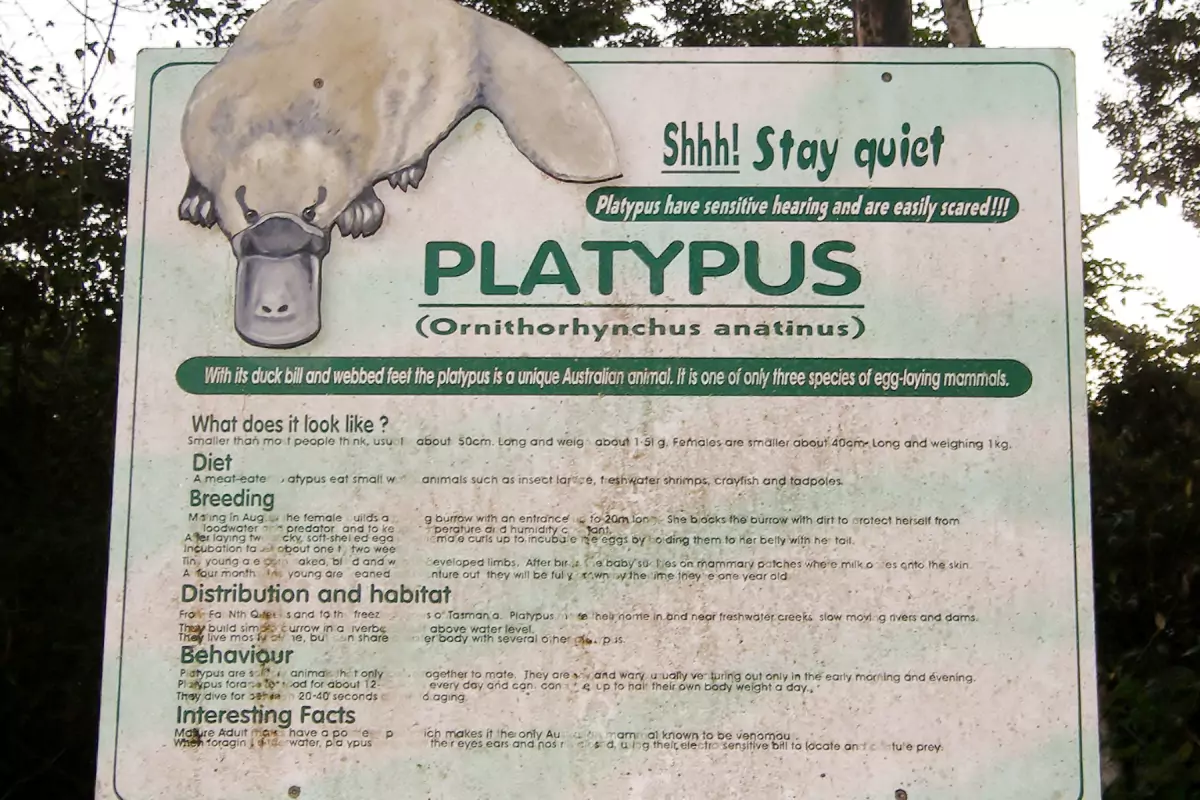 australian platypus can you eat duckbill platypus