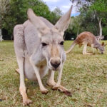 kangaroo can you eat kangaroo