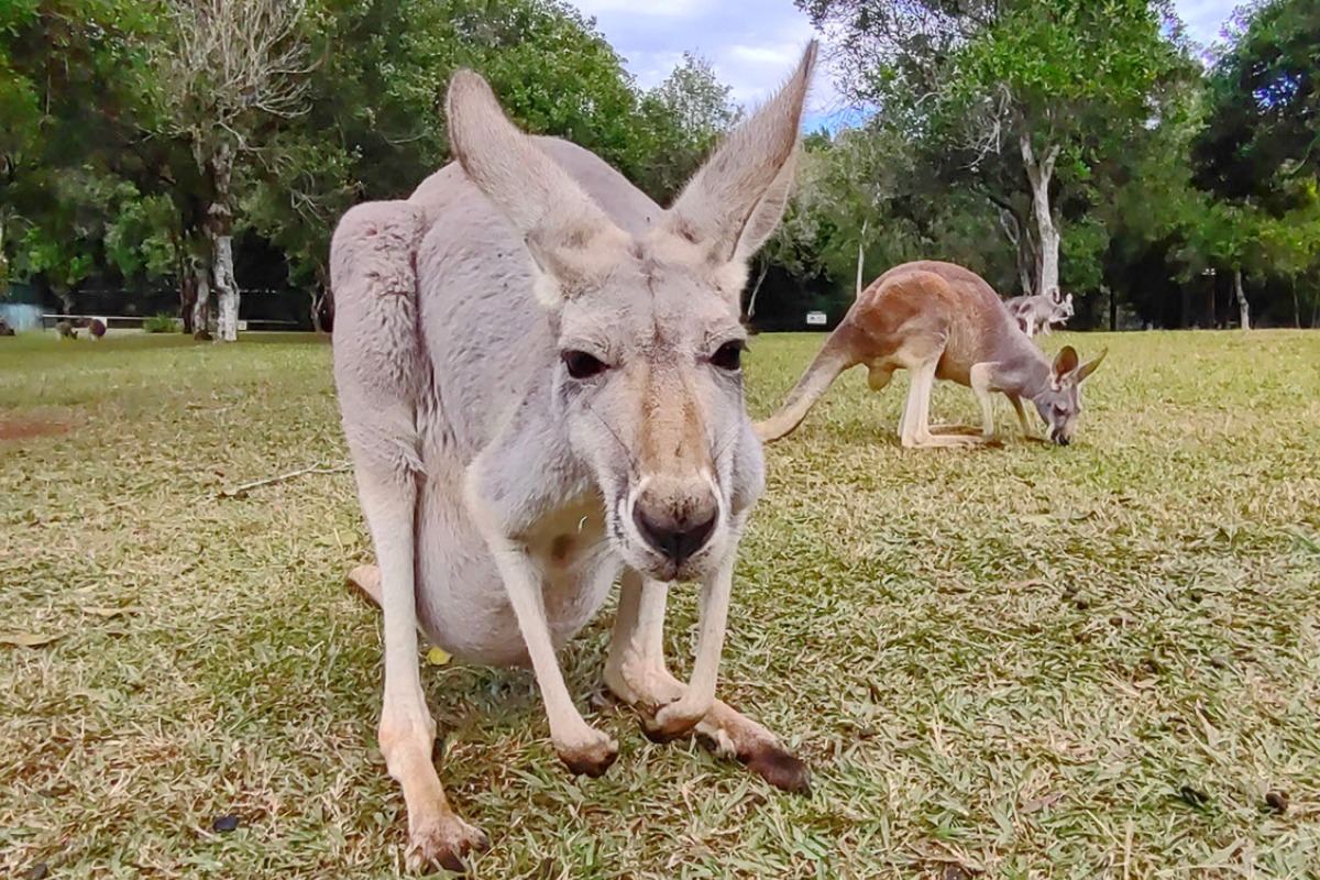kangaroo can you eat kangaroo