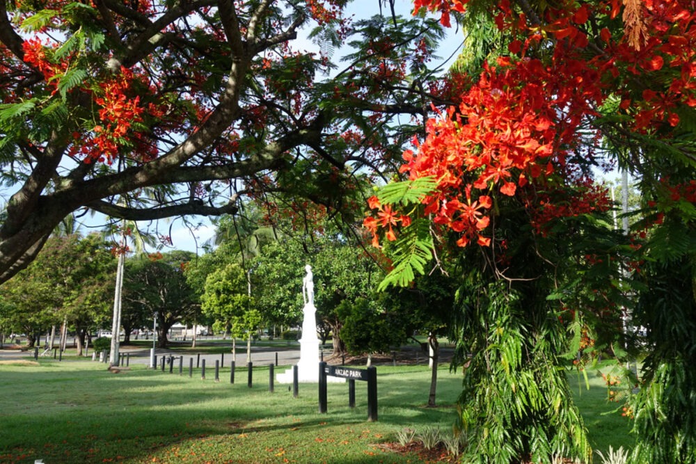 Christmas Port Douglas ared flowering tree