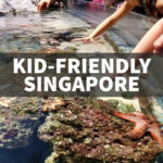 things to do in Singapore with kids children touch pool