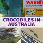 crocodiles in australia australian crocs