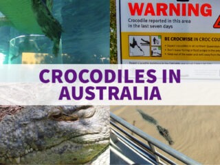 crocodiles in australia australian crocs
