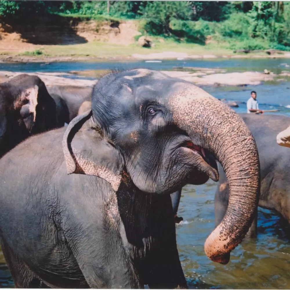 adventure travel overseas elephants