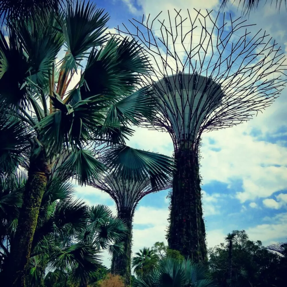 Singapore Supertrees Marina Bay