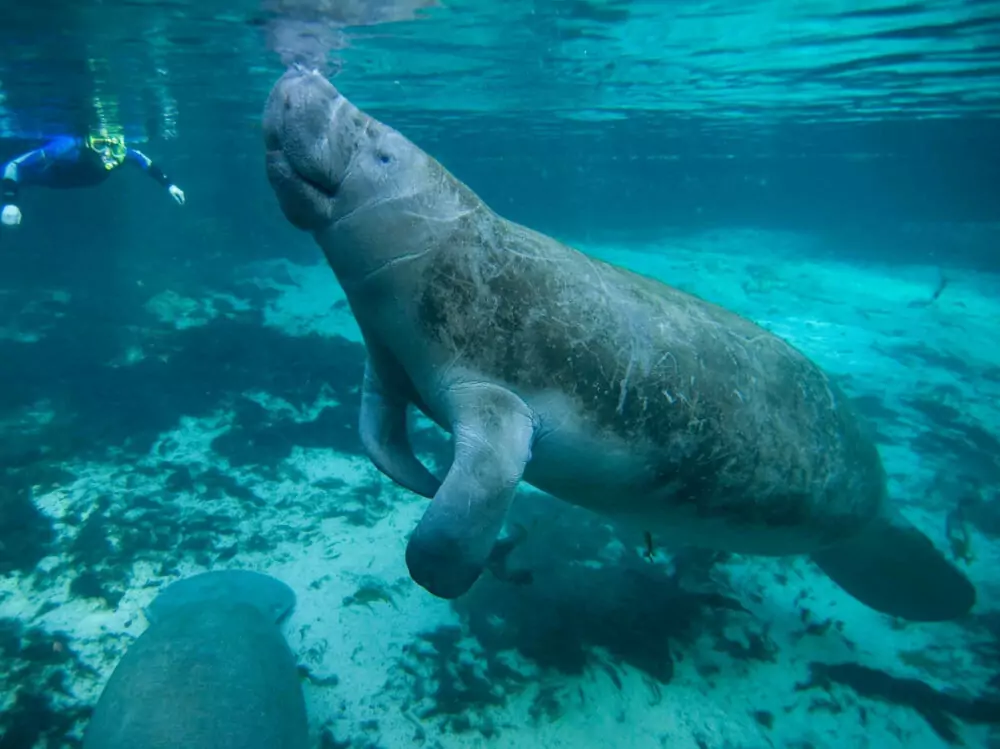 adventurous things to do Florida manatee swim