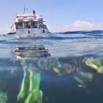 Port Douglas snorkelling boat on the reef