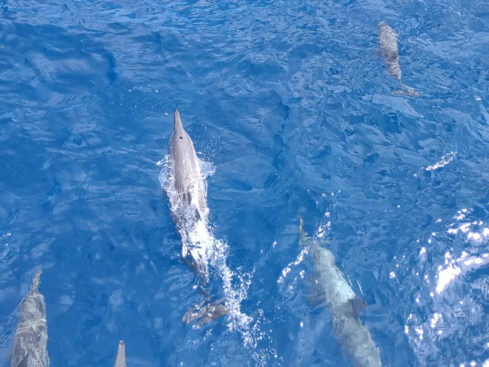 day cruise great barrier reef port douglas dolphins