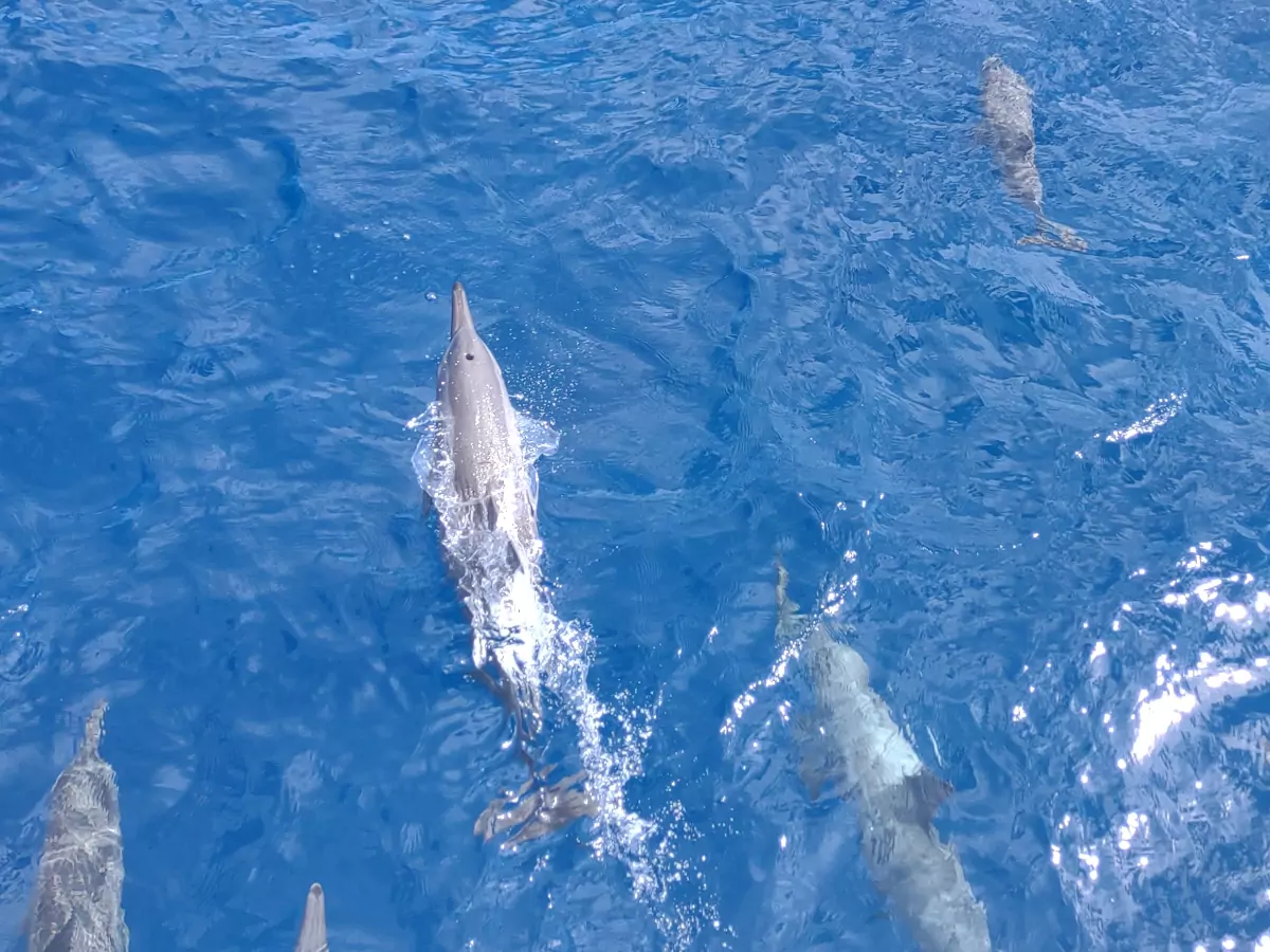 day cruise great barrier reef port douglas dolphins